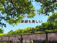 【限定イベント】曼陀羅寺公園の藤まつり