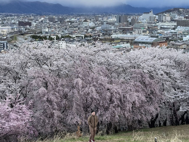 Blossoming in Dreamland 🌸