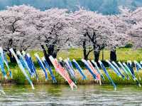 Kitakami Tenshochi: The Undisputed King of Cherry Blossoms in Tohoku