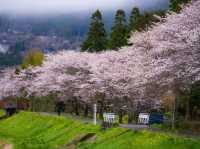 “Whispers of Spring: Sakura Serenity in Yufuin” 