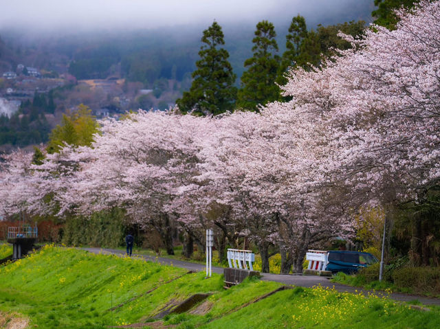 “Whispers of Spring: Sakura Serenity in Yufuin” 