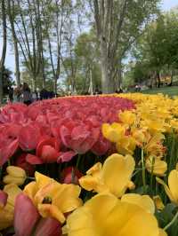 Magical Spring Journey Through Istanbul's Tulip Parks