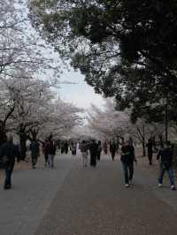 จุดชมซากุระปราสาทโอซาก้า(Osaka Castle) 
