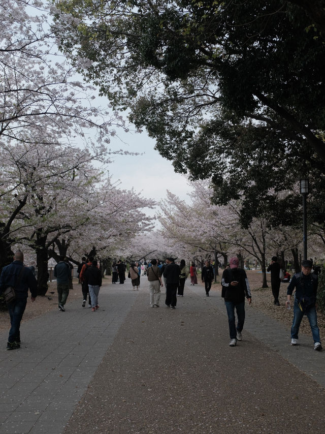 จุดชมซากุระปราสาทโอซาก้า(Osaka Castle) 