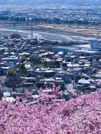 Matsuda Cherry Blossom: A Soft Symphony of Spring