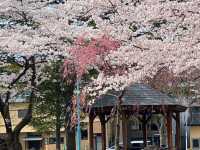 清水沼公園，曾經的沼澤之地，現搖身一變成了公園住宅和賞櫻之所