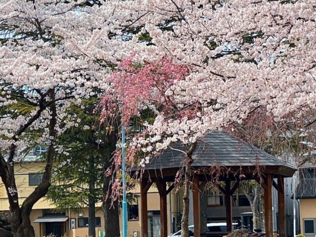 清水沼公園，曾經的沼澤之地，現搖身一變成了公園住宅和賞櫻之所