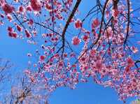 粉嫩仙境散步中！清境櫻花季太浪漫了 💕