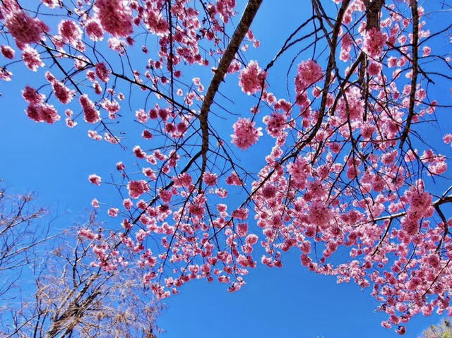 粉嫩仙境散步中！清境櫻花季太浪漫了 💕