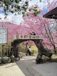 開啟我的司馬庫斯櫻花之旅