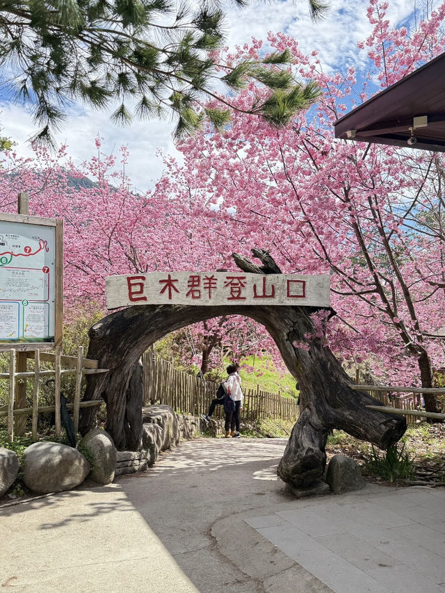 開啟我的司馬庫斯櫻花之旅