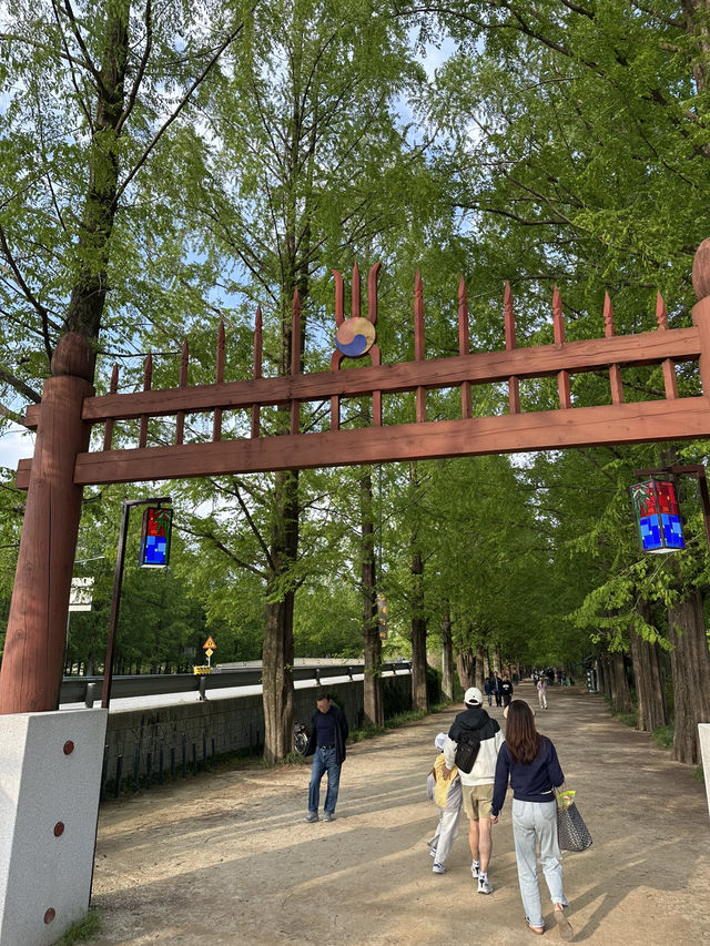 평생 볼 가로수 다 보고 온…🌳 담양 메타세콰이어길