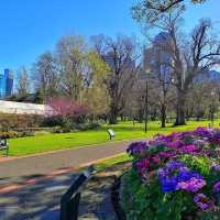 Springtime Serenity in Melbourne 🌷