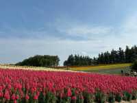 🌷 Biei Flower Fields: A Dreamy Day Trip Through Hokkaido’s Colorful Countryside! 🌸