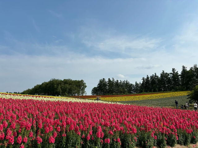 🌷 Biei Flower Fields: A Dreamy Day Trip Through Hokkaido’s Colorful Countryside! 🌸