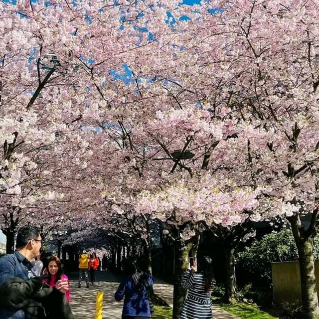Burnaby – A Dynamic Blend of Nature and Urban Living