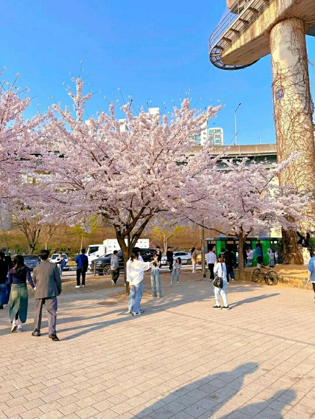 Title: Samcheong Park – Seoul’s Historic Forest Retreat