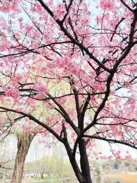 Sakura Strolls and Street Eats at Ueno Park