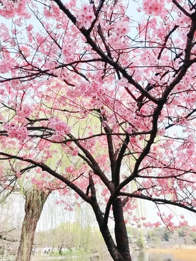 Sakura Strolls and Street Eats at Ueno Park