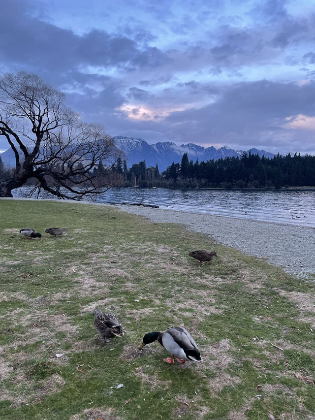 紐西蘭🇳🇿Queenstown 小鎮河邊景色如畫🏔️🦆