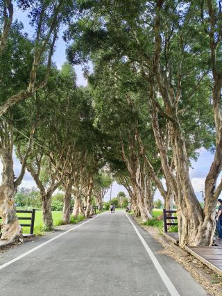 Taoyuan Guanyin | Hidden Gem: White Melaleuca Green Tunnel - Escape the Urban Hustle