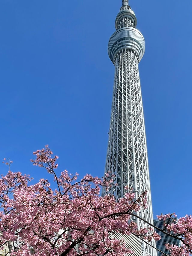 【東京】清澄白河＆押上で1日ゆるさんぽ☕🍞🗼