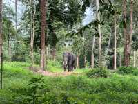 Elephant Conservation Center at Kenyir Lake, Terengganu
