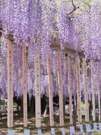 【行く前にこれ見て】古社の境内に垂れ下がる神秘的な紫のカーテン💜✨※観光攻略情報付き