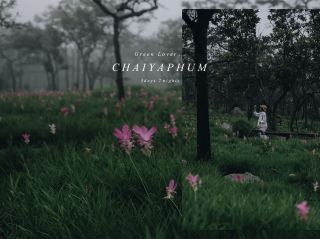 Explore Chaiyaphum, the Land of Siam Tulip Fields