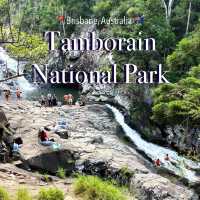 Discover a Hidden Gem: Tamborine National Park Near Brisbane