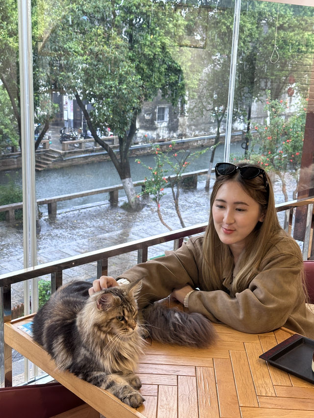 คาเฟ่แมวในซูโจว Cat twelve ถนน pingjiang 🇨🇳