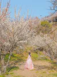 이번주는 매화 밑에서 파전에 막걸리 어때요?🌸🍶