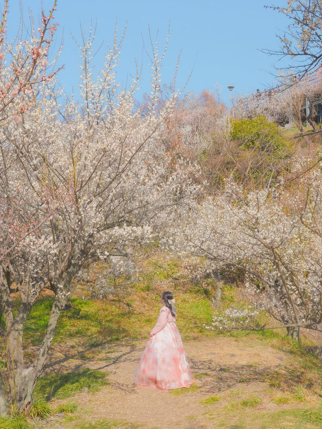 이번주는 매화 밑에서 파전에 막걸리 어때요?🌸🍶