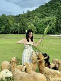 1 Day Trip 🪿Alpaca Hill ราชบุรี!🚗💨