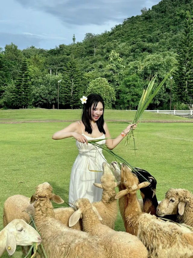 1 Day Trip 🪿Alpaca Hill ราชบุรี!🚗💨