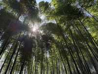 🍵 京都旅行 攻略ガイド｜伝統と感性が息づく街