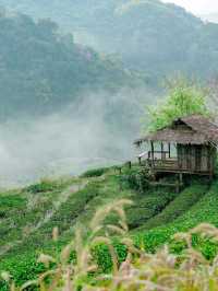 ไร่ชา2000 