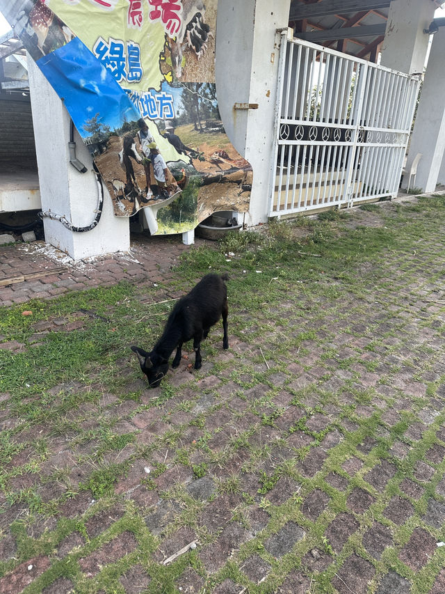 綠島日出之必往之路