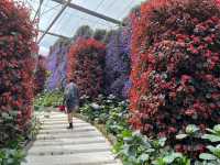 🌸 Blooming Lovely at Flora Park, Cameron Highlands