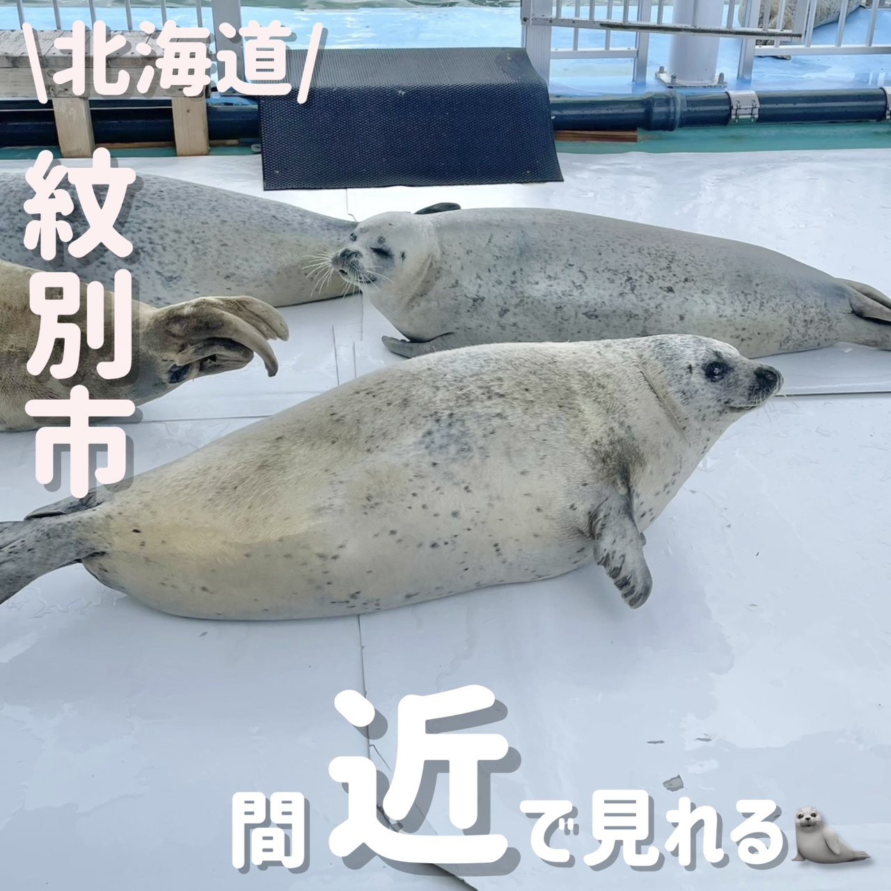 See the cutest seals up close!