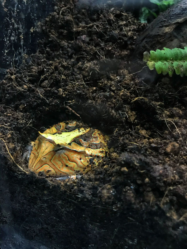 探索海底世界的美麗Xpark水族館