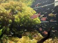 屏東｜觀賞水族展示廳·農業生物科技園區