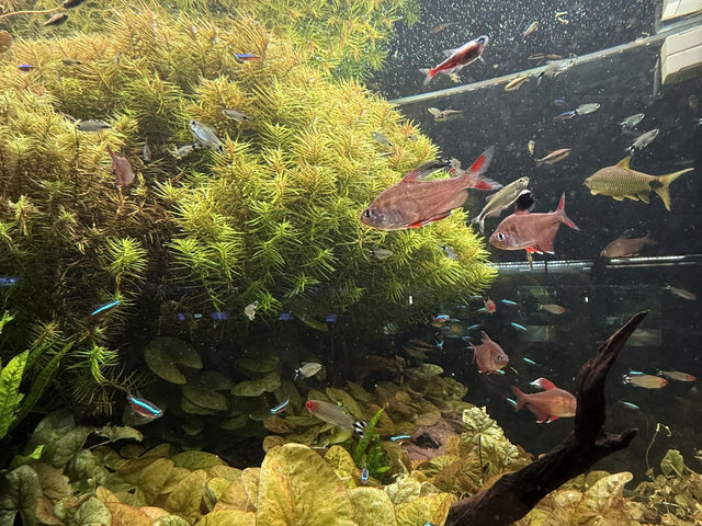 屏東｜觀賞水族展示廳·農業生物科技園區