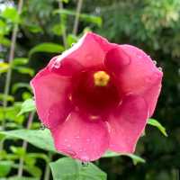 Singapore Botanic Gardens (UNESCO World Heritage Site – Free)