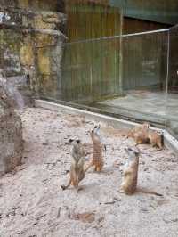 🐾台北市立動物園｜一次療癒整個動物宇宙的親子冒險，一票玩整天超值又開心！