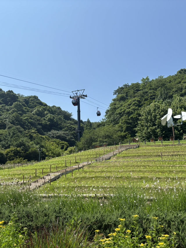 神戶布引草公園：向日葵的夏季花海 🌻🌞