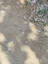 韓國 大邱 櫻花