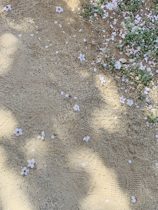 韓國 大邱 櫻花