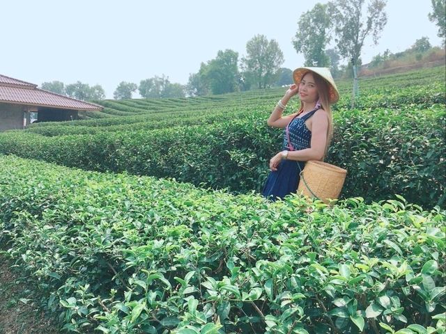 ไร่ชา 101 ดอยแม่สลอง