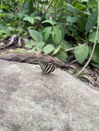  ภูสอยดาว – วิวสุดฟิน เส้นทางทรหด ดอกไม้ป่า